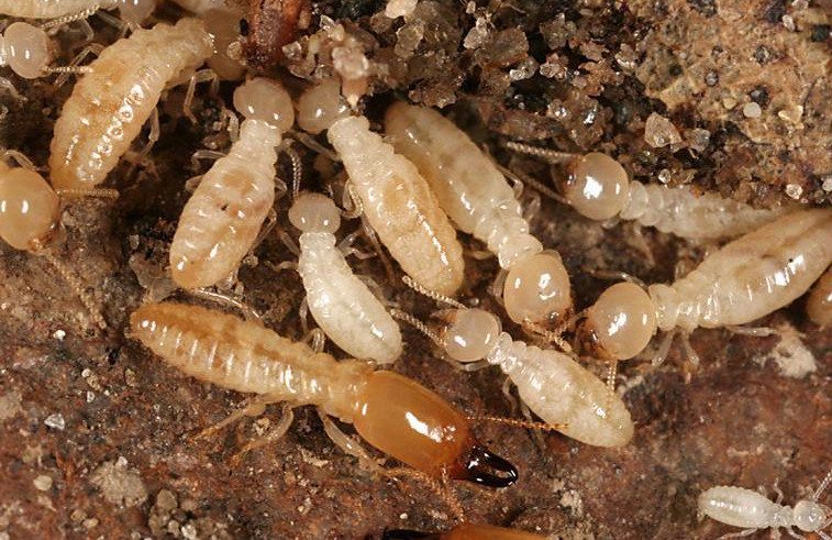 [صورة مرفقة: subterrainian-termites.jpg]