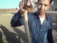 شركة مكافحة ثعابين بحائل