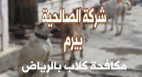 شركة مكافحة كلاب بالرياض