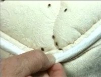شركات مكافحة بق الفراش بحائل