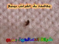 شركة مكافحة بق الفراش بينبع