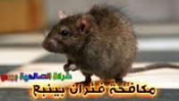 شركة مكافحة فئران بينبع