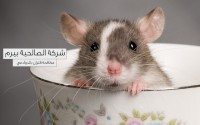 شركة مكافحة فئران بالدوادمي
