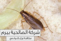 شركة مكافحة صراصير بالدوادمي