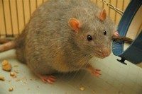 شركة مكافحة فئران بالدوادمي