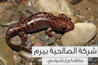 شركة مكافحة وزغ بالدوادمي