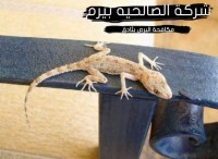 شركة مكافحة البرص بثادق