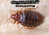 شركة مكافحة بق الفراش بحرملاء