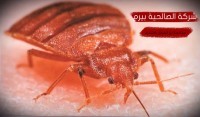 شركة مكافحة بق الفراش بشقراء