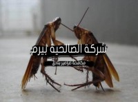 شركة مكافحة صراصير بثادق