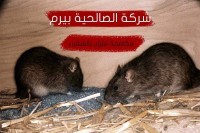شركة مكافحة فئران بشقراء