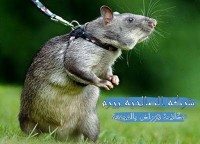 شركة مكافحة قوارض بالمجمعة