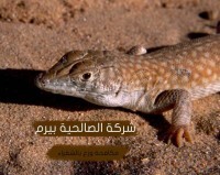 مكافحة وزغ بشقراء