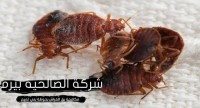 مكافحة بق الفراش بحوطة بني تميم