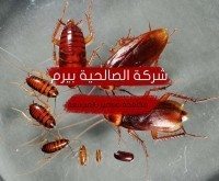 شركة مكافحة الصراصير بالمجمعة