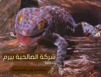 شركة مكافحة وزغ بالمجمعة