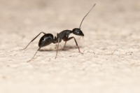 كيف تتخلصي من النمل المنتشر في منزلك