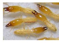 شركة مكافحة الارضة بالمذنب