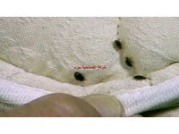 شركة مكافحة العته بالبكيرية