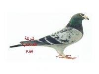 شركة مكافحة الحمام بالمذنب