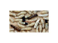 شركة مكافحة الارضة بالمذنب