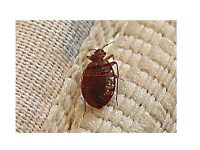 شركة مكافحة البق بالبدائع