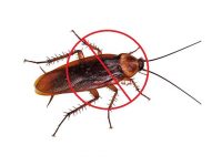 شركة مكافحة الصراصير بالبدائع