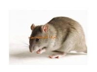 شركة مكافحة الفئران بالبدائع