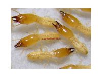 شركة مكافحة الارضة بالبدائع