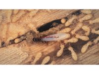 شركة مكافحة النمل الابيض بالبدائع